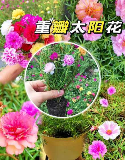 太阳花在阳台怎么种植 太阳花怎么栽种(太阳花盆栽种植方法讲解)