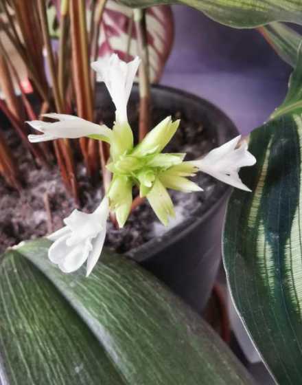 竹芋是什么植物开花吗 双线竹芋开花吗,开花什么样子