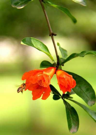 有什么花是六月播种的 六月份种植什么