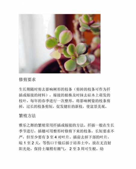 水培雅乐之舞怎么养殖 雅乐之舞水培怎么养,喜欢阳光吗