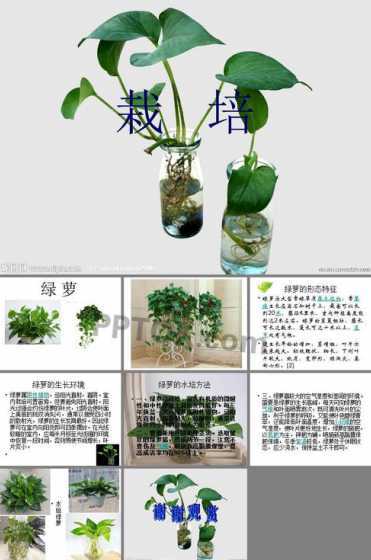 怎么培养植物绿萝生长 绿萝怎样移栽成活率高