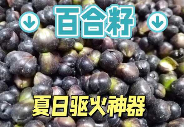 百合种子每亩要多少钱 百合种子多少钱
