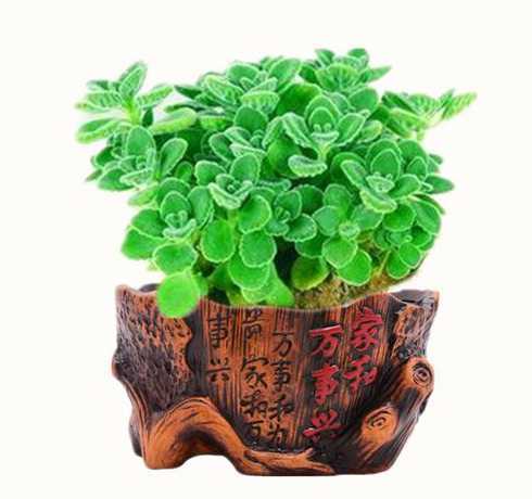 什么属相适宜养碰碰香 风水宝地,什么属相不宜养殖花草植物