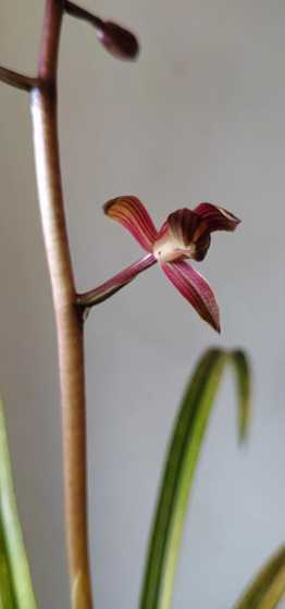 红花的蕙兰是什么品种 蕙兰有没有开红花