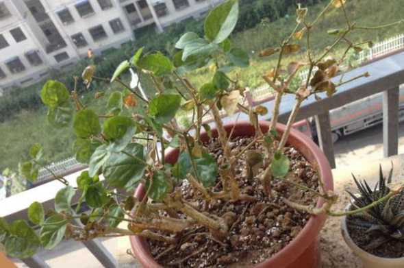 茉莉花为什么总干叶子 茉莉花叶子干枯是怎么回事