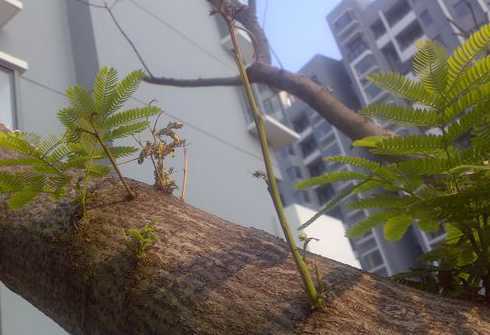 盆栽合欢树为什么落叶 秋天的落叶作文是写合欢树的