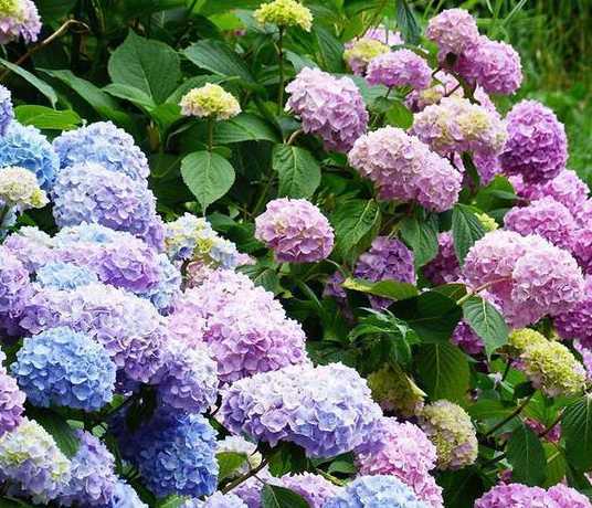 高温季节适合养什么花 夏天养什么花