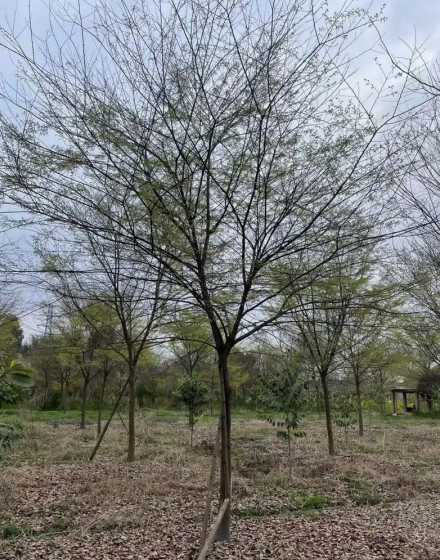 红榉树哪个品种最值钱 我国有多少种红榉树品种