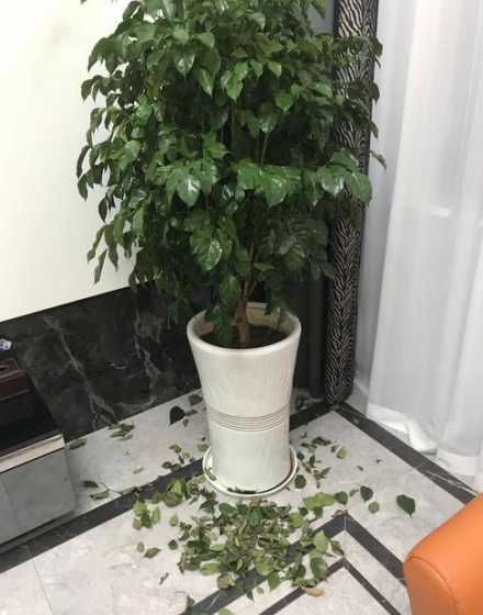 幸福树落叶有什么办法 幸福树枯叶落叶怎样处理