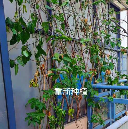 盆栽百香果怎么样管理 盆栽百香果怎么养