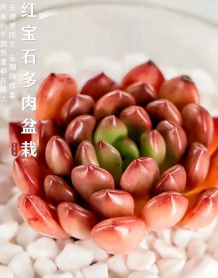 红宝石肉肉植物怎么养 多肉红宝石叶片发软