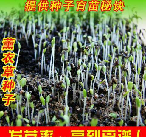 熏衣草种子多少钱一斤 甘草种子多少钱一斤