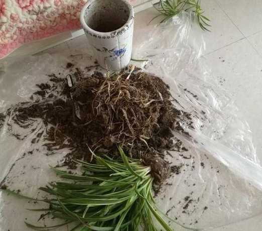 吊兰换土后蔫了怎么办 刚换盆的吊兰叶子有点蔫,是怎么回事该怎么办