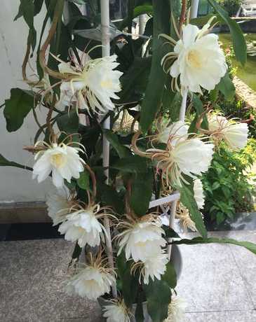 昙花为什么在白天开放 昙花为什么白天开了