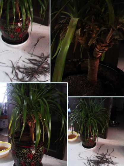 盆栽植物干叶子怎么办 我家的盆栽叶子干枯是怎么回事