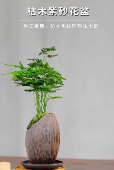 学生适合养什么小盆栽 学生适合养什么花,很容易养活的