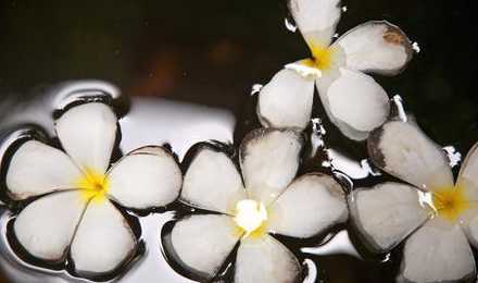 在水中泡着的花怎么样 花泡在水里能活多久