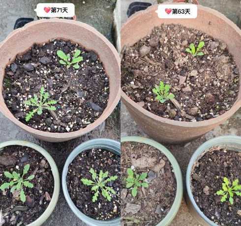虞美人花种子多久发芽 虞美人的种子多久发芽