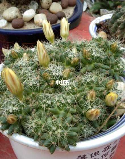 金星仙人球为什么不长 金星仙人球几年开花