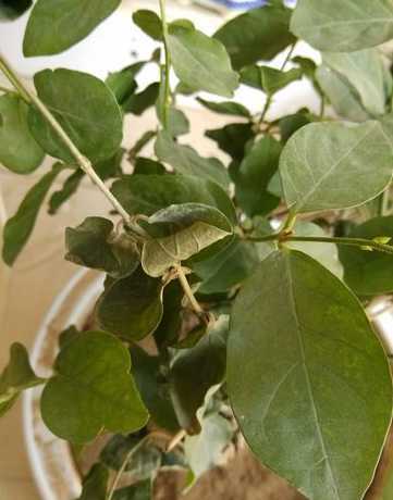 茉莉花叶子为什么发干 茉莉花叶子尖发黄干枯,怎么回事