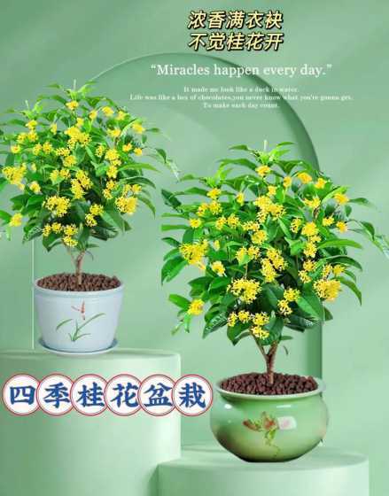 秋天盆栽桂花怎么养殖 盆栽桂花怎么养