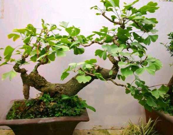 盆栽银杏为什么不长叶 银杏树盆栽能长高吗