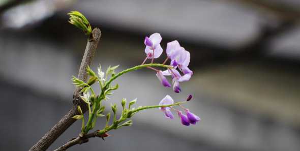 紫藤花是什么雄蕊类型 24节气分别开什么花
