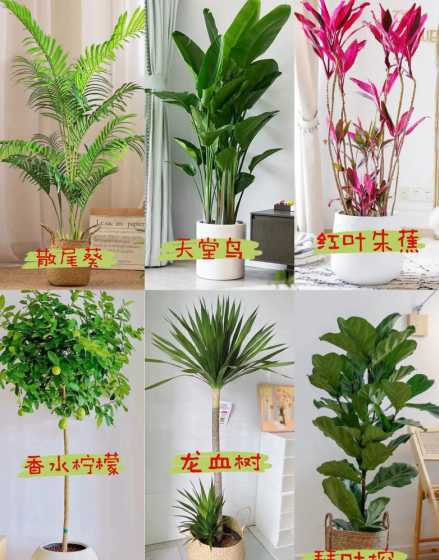 室内盆栽应注意什么好 家中种养盆栽需要注意哪些事项