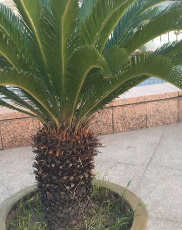 无根菠萝铁树怎么管理 菠萝铁树的养殖方法和注意事项