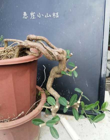 盆景看桔幼苗怎么养活 盆景沙糖桔怎么好养殖技术