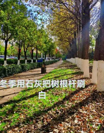 冬天树涂石灰什么作用 冬天给树刷石灰是什么原因(冬季树上涂石灰浆水作用)