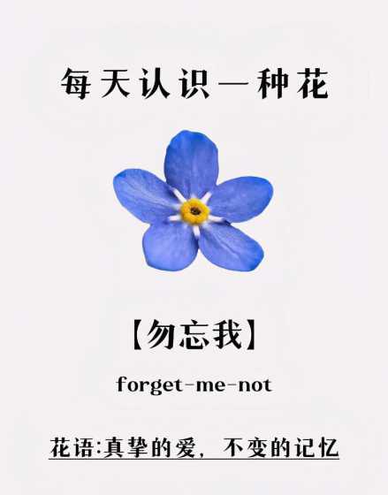 忽忘我的花语表达什么 忽忘我的花语含义是什么