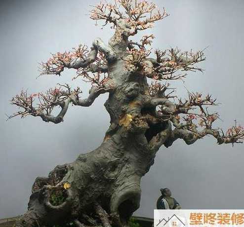 冬季榆树盆景怎么管理 榆树盆景如何养护