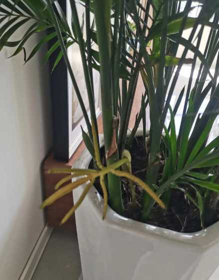 富贵椰子有什么花语吗 富贵椰子的寓意和花语