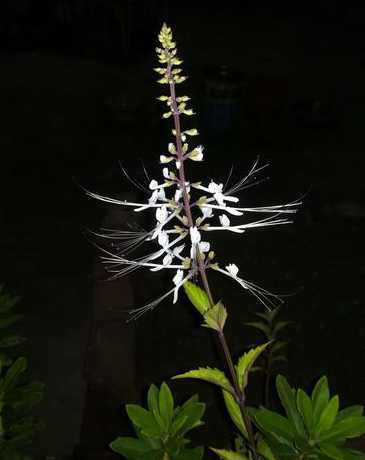 猫须草的花是怎么样的 猫须草的花期和果期各是多久