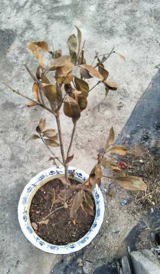 桂花树为什么不好成活 桂花树怎样种才能活