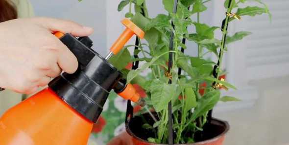 冬天室内盆栽怎么浇水 冬天养花,水该怎么浇