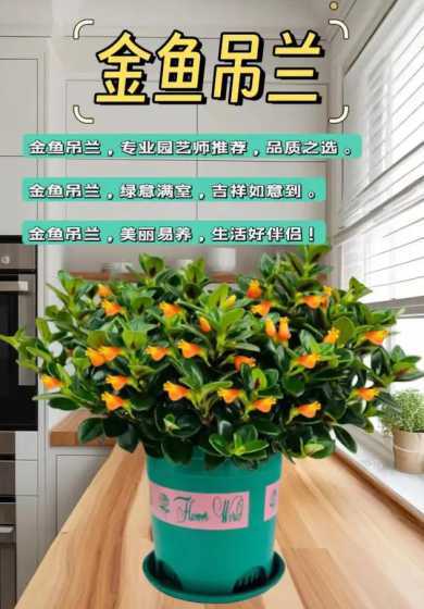 盆栽金鱼花秋天怎么养 金鱼花吊兰盆栽需要经常浇水吗