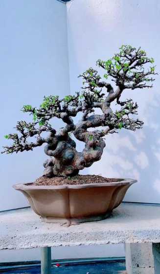 榆树盆景秋季怎么浇水 榆树盆景浇水配方