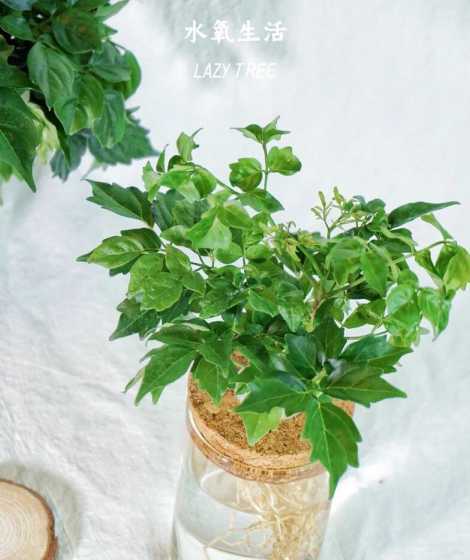 幸福树水培为什么水臭 水培幸福树黄叶是怎么回事水培幸福树黄叶怎么办