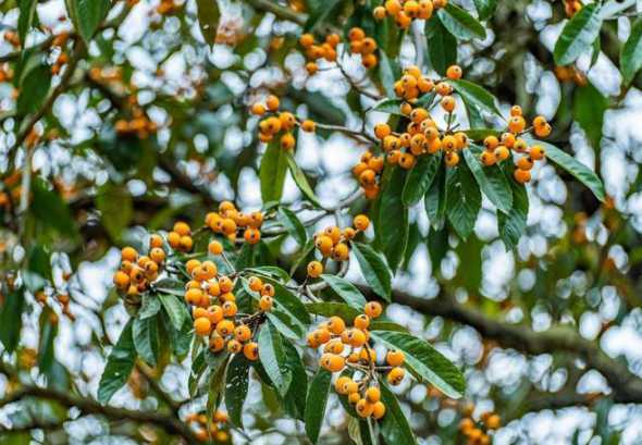 四川可以种些什么果树 在四川内江适合种植什么果树