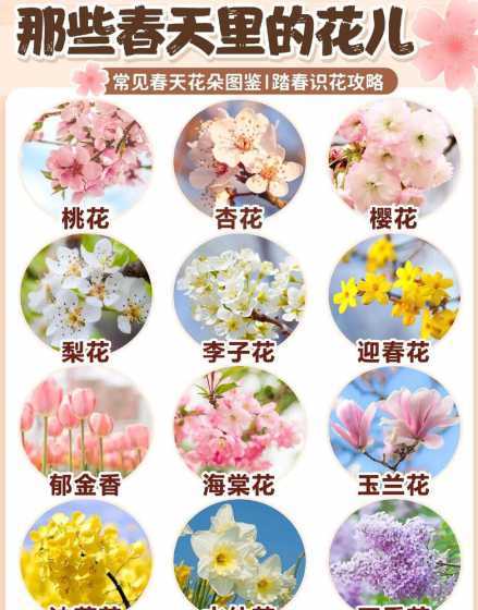 各种花代表了什么含义 各种花的象征意思是什么