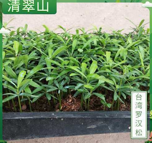 一米二的罗汉松多少钱 一米多直杆罗汉松怎么造型