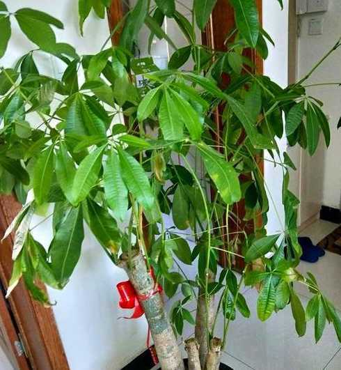 发财树用什么土壤种植 发财树用什么土壤种植最好