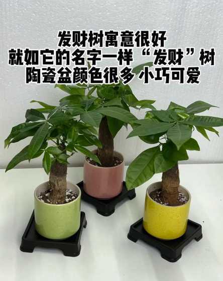 刚换盆的发财树怎么养 新买的发财树怎么换盆 刚买的发财树怎么养护