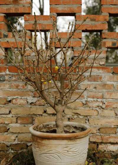 盆栽腊梅花用什么土壤 盆栽腊梅怎么配土,用什么土壤种植好