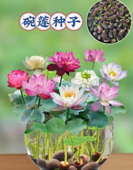 为什么莲花有花就有籽 为什么玉兰花有不同的颜色