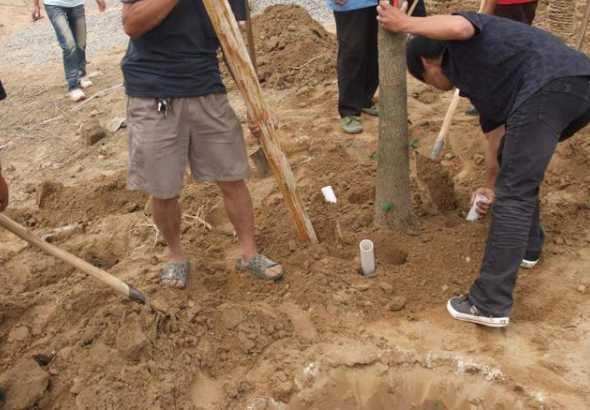 树苗移栽多久能确定活 移植树多久知道活了 怎样判断树苗移栽是否成活