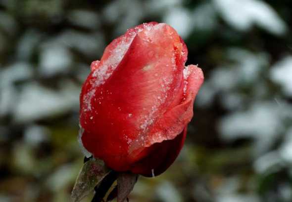 月季花在冬天什么颜色 月季花冬天在室内可以开花吗