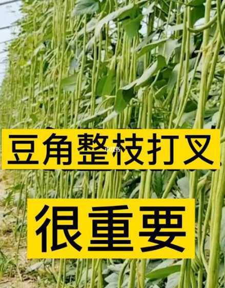 豆角什么时候打杈打尖 豆角什么时候掐尖最好呢